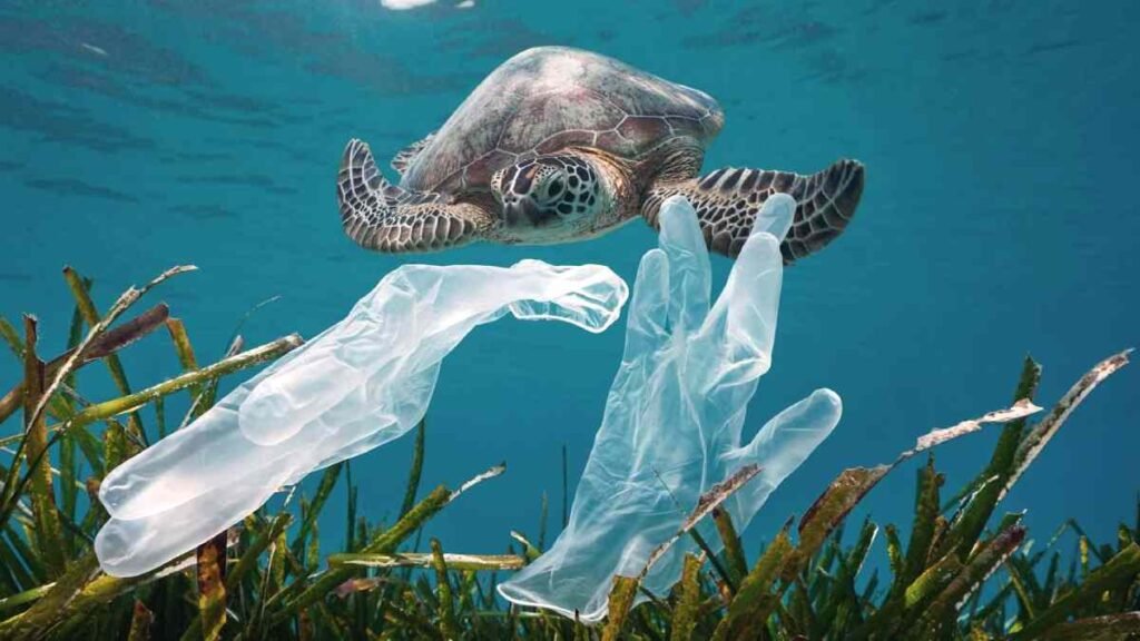 Os Maiores Problemas dos Oceanos - Ameaça às tartarugas