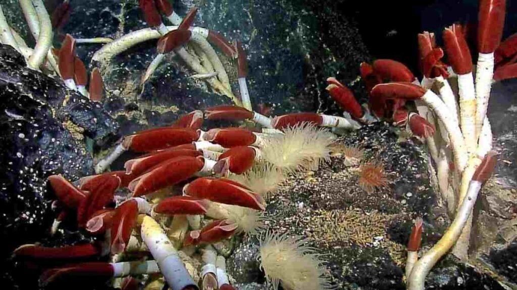 A Vida nas Fossas Oceânicas: jogando luz na escuridão