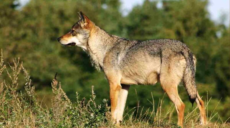 rewilding lobo-cinzento