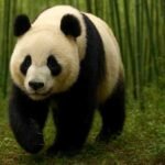 Espécies Bandeira: emblemas da conservação global