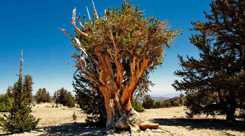 Árvores milenares e a biologia da longevidade vegetal