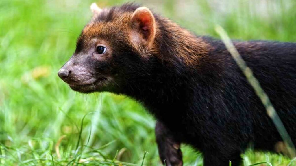 Cachorro-vinagre: o enigma do canídeo da América do Sul