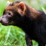 Cachorro-vinagre: o enigma do canídeo da América do Sul Cachorro-vinagre: o enigma do canídeo da América do Sul