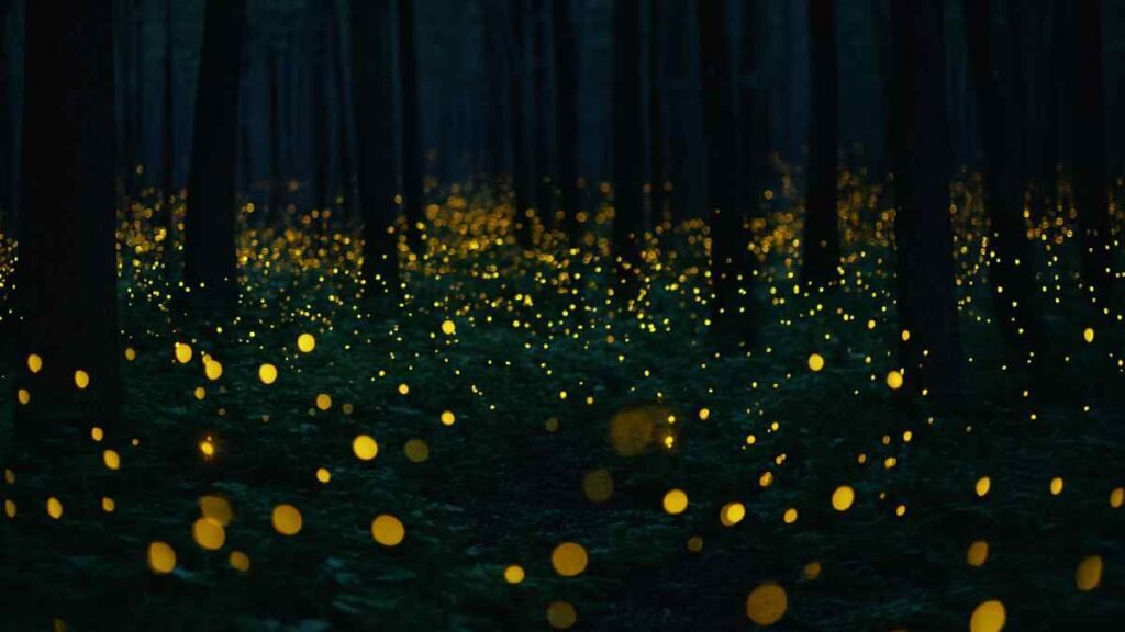 Insetos noturnos e a linguagem da luz