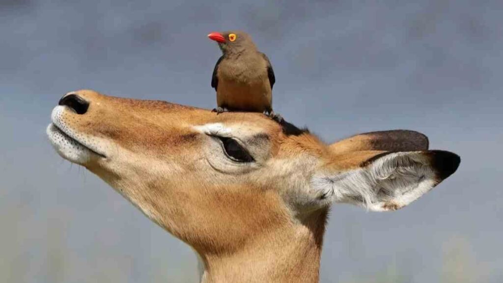 Mutualismo O pica-boi-de-bico-vermelho (Buphagus erythrorynchus)