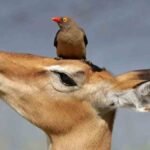 Simbiose – alianças da harmonia oculta Mutualismo O pica-boi-de-bico-vermelho (Buphagus erythrorynchus)