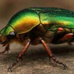 Extinções silenciosas de invertebrados