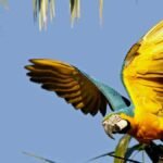 Espécie guarda-chuva: estratégia para a conservação da biodiversidade - Arara canindé