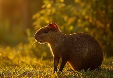 Guardiãs da Floresta: a importância ecológica das cutias nos ecossistemas tropicais